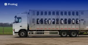 Caminhão transportando carga viva (bovinos)
